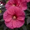 Summerific® 'Evening Rose' Perennial Hibiscus