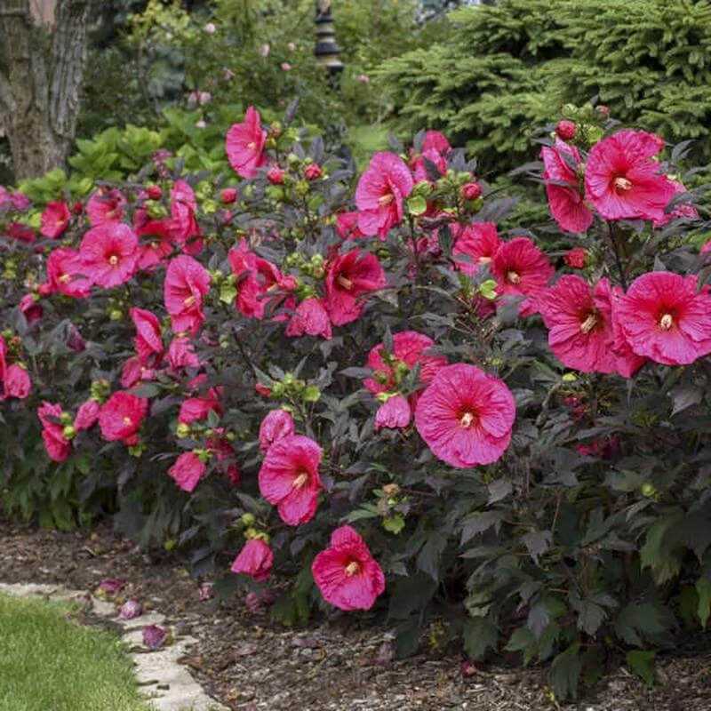 Summerific® 'Evening Rose' Perennial Hibiscus 4 Summerific® 'Evening Rose' Perennial Hibiscus - Image 2