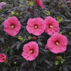Summerific® 'Evening Rose' Perennial Hibiscus 10 Summerific® 'Evening Rose' Perennial Hibiscus -Perennials Store hibiscus summerific evening rose 4 sw