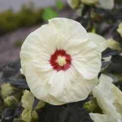 Summerific® 'French Vanilla' Perennial Hibiscus