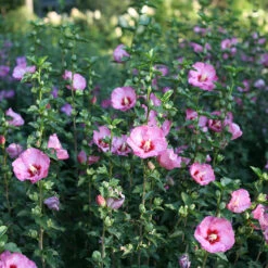 Ruffled Satin® Rose Of Sharon -Perennials Store hibsicus ruffled satin 3
