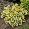 Shadowland® 'Autumn Frost' Hosta -Perennials Store hosta autumn frost 1