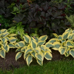 Shadowland® 'Autumn Frost' Hosta -Perennials Store hosta autumn frost 3