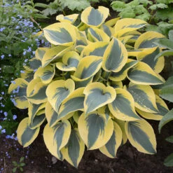 Shadowland® 'Autumn Frost' Hosta -Perennials Store hosta autumn frost 4