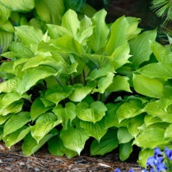 'Fire Island' Hosta -Perennials Store hosta fire island 2