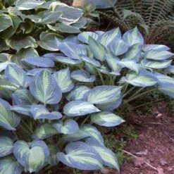 'June' Hosta -Perennials Store hosta june 2