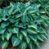 'June' Hosta -Perennials Store hosta june 3