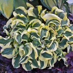 'Mini Skirt' Hosta -Perennials Store hosta mini skirt 1