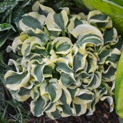 'Mini Skirt' Hosta -Perennials Store hosta mini skirt 2