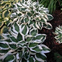 'Patriot' Hosta 13 'Patriot' Hosta -Perennials Store hosta patriot 6