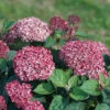 Invincibelle Garnetta® Smooth Hydrangea 2 Invincibelle Garnetta® Smooth Hydrangea -Perennials Store hydrangea arborescens invincibelle garnetta 1