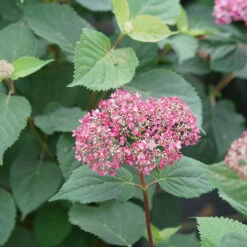 Invincibelle Garnetta® Smooth Hydrangea -Perennials Store hydrangea arborescens invincibelle garnetta 3