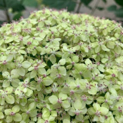 Lime Rickey® Smooth Hydrangea 10 Lime Rickey® Smooth Hydrangea -Perennials Store hydrangea arborescens lime rickey 1