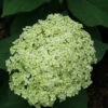 Lime Rickey® Smooth Hydrangea -Perennials Store hydrangea arborescens lime rickey 2