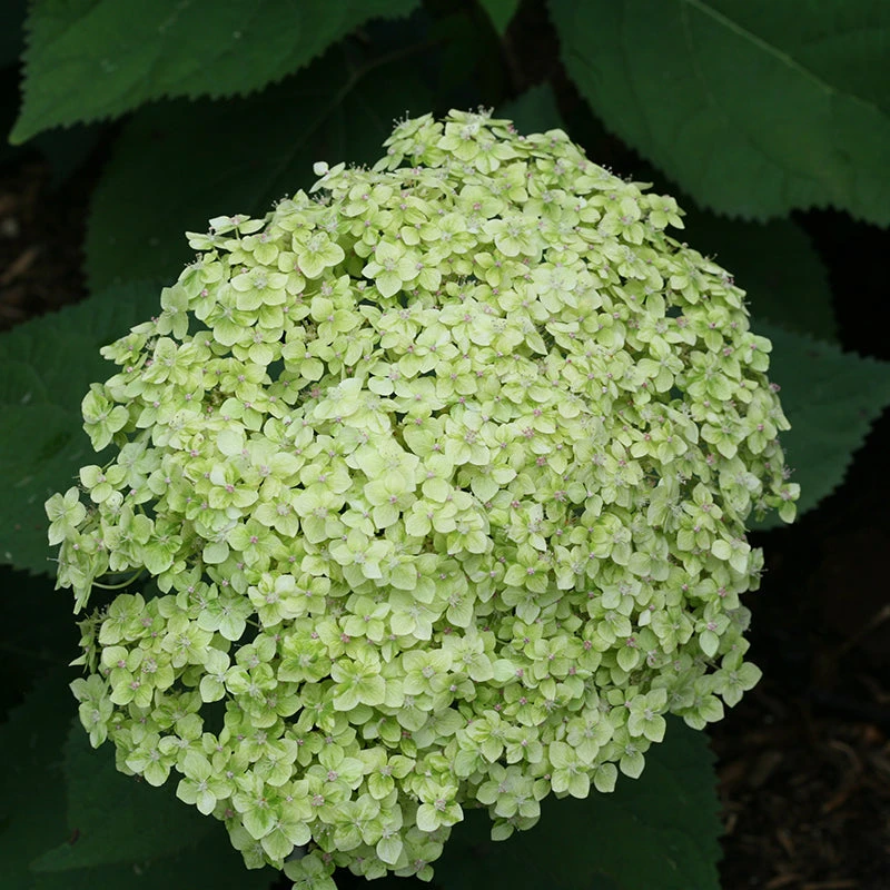 Lime Rickey® Smooth Hydrangea 3 Lime Rickey® Smooth Hydrangea