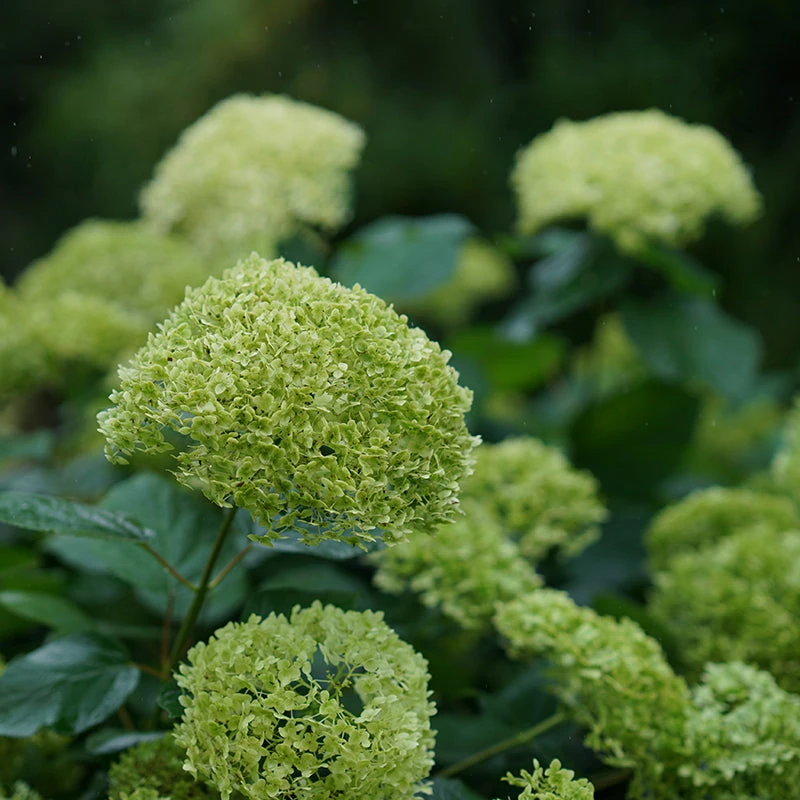 Lime Rickey® Smooth Hydrangea 4 Lime Rickey® Smooth Hydrangea - Image 2