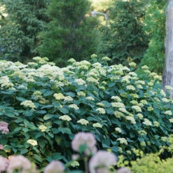 Lime Rickey® Smooth Hydrangea 9 Lime Rickey® Smooth Hydrangea -Perennials Store hydrangea arborescens lime rickey 4