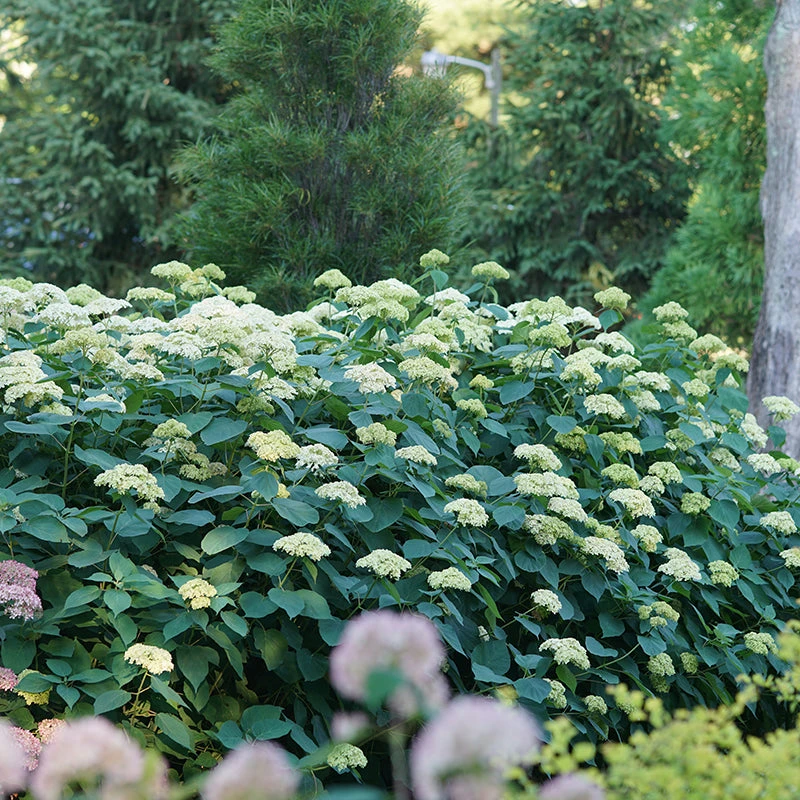 Lime Rickey® Smooth Hydrangea 5 Lime Rickey® Smooth Hydrangea - Image 3