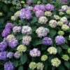 Endless Summer® BloomStruck® Bigleaf Hydrangea -Perennials Store hydrangea bloomstruck endless summer 1 sw