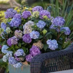 Endless Summer® BloomStruck® Bigleaf Hydrangea -Perennials Store hydrangea bloomstruck endless summer 21 sw