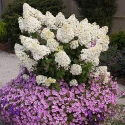 Bobo® Panicle Hydrangea 11 Bobo® Panicle Hydrangea -Perennials Store hydrangea bobo 2 sw