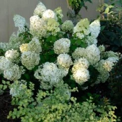 Bobo® Panicle Hydrangea 12 Bobo® Panicle Hydrangea -Perennials Store hydrangea bobo 3 sw