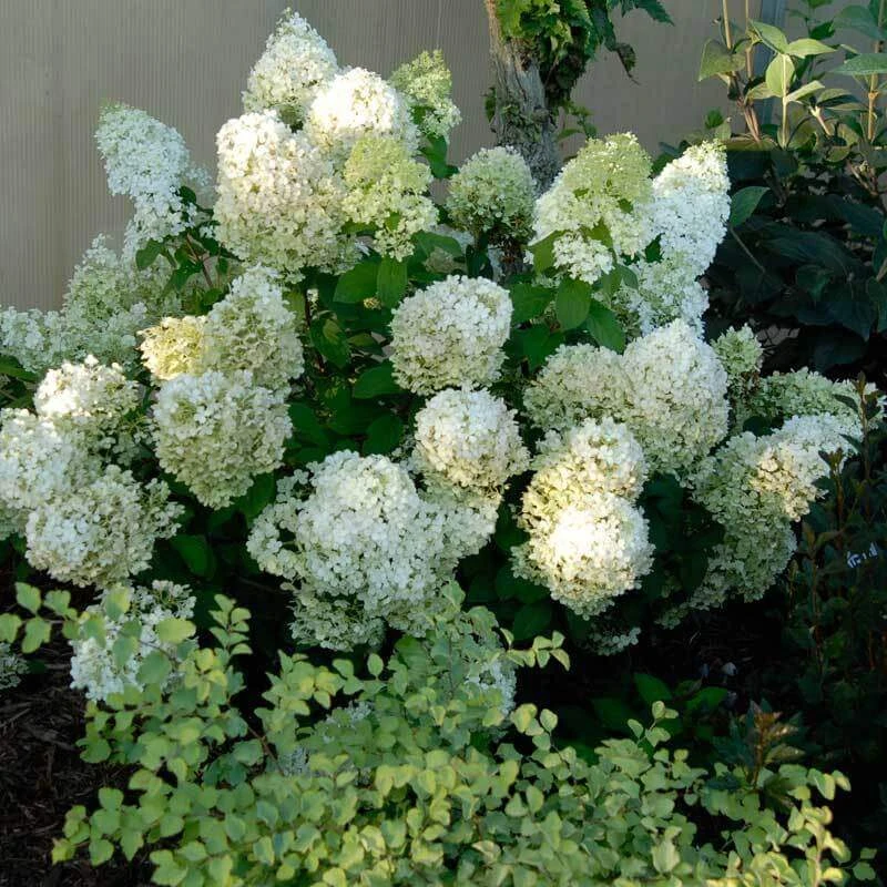 Bobo® Panicle Hydrangea 6 Bobo® Panicle Hydrangea - Image 4