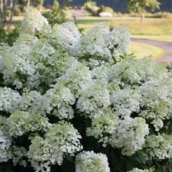 Bobo® Panicle Hydrangea 13 Bobo® Panicle Hydrangea -Perennials Store hydrangea bobo 4 sw