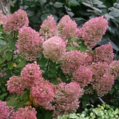 Bobo® Panicle Hydrangea 14 Bobo® Panicle Hydrangea -Perennials Store hydrangea bobo 5 sw