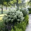 Bobo® Panicle Hydrangea 1 Bobo® Panicle Hydrangea -Perennials Store hydrangea bobo 7 sw