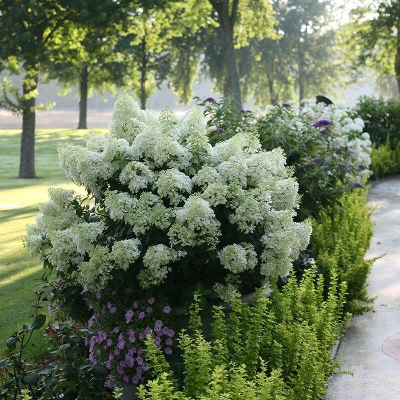 Bobo® Panicle Hydrangea 3 Bobo® Panicle Hydrangea