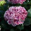 Cityline® Mars Bigleaf Hydrangea -Perennials Store hydrangea cityline mars 1 sw