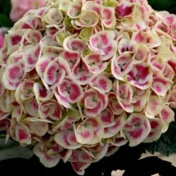 Cityline® Mars Bigleaf Hydrangea -Perennials Store hydrangea cityline mars 3 sw