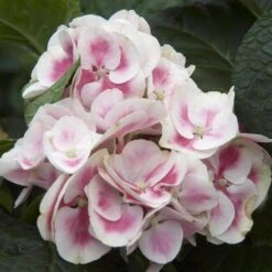 Cityline® Mars Bigleaf Hydrangea -Perennials Store hydrangea cityline mars 4 sw