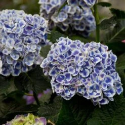 Cityline® Mars Bigleaf Hydrangea -Perennials Store hydrangea cityline mars 5 sw