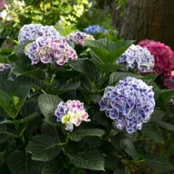 Cityline® Mars Bigleaf Hydrangea -Perennials Store hydrangea cityline mars 6 sw