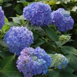 Endless Summer® Bigleaf Hydrangea 19 Endless Summer® Bigleaf Hydrangea -Perennials Store hydrangea endless summer 2 sw