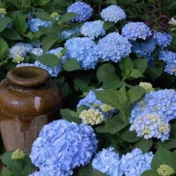 Endless Summer® Bigleaf Hydrangea 16 Endless Summer® Bigleaf Hydrangea -Perennials Store hydrangea endless summer 21 sw