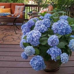 Endless Summer® Bigleaf Hydrangea 15 Endless Summer® Bigleaf Hydrangea -Perennials Store hydrangea endless summer 24 sw