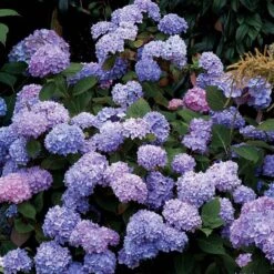 Hydrangeas For Cut Flowers Collection -Perennials Store hydrangea endless summer 25 175a0fdb a496 4e19 965b 75b1194a1d32