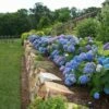 Endless Summer® Bigleaf Hydrangea -Perennials Store hydrangea endless summer 26 sw