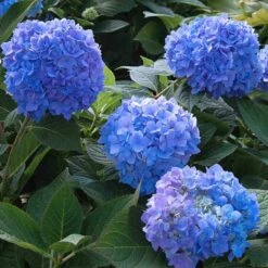 Endless Summer® Bigleaf Hydrangea 13 Endless Summer® Bigleaf Hydrangea -Perennials Store hydrangea endless summer 29 sw