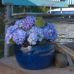 Endless Summer® Bigleaf Hydrangea 21 Endless Summer® Bigleaf Hydrangea -Perennials Store hydrangea endless summer 3 sw