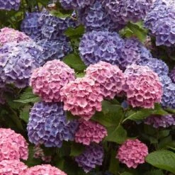 Endless Summer® Bigleaf Hydrangea 18 Endless Summer® Bigleaf Hydrangea -Perennials Store hydrangea endless summer 4 sw