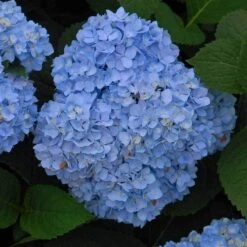 Endless Summer® Bigleaf Hydrangea 14 Endless Summer® Bigleaf Hydrangea -Perennials Store hydrangea endless summer 5 sw