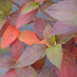 Fire Light Tidbit® Panicle Hydrangea 14 Fire Light Tidbit® Panicle Hydrangea -Perennials Store hydrangea fire light tidbit 5 sw