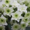 Gatsby Star® Oakleaf Hydrangea 2 Gatsby Star® Oakleaf Hydrangea -Perennials Store hydrangea gatsby star 1 sw