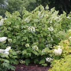 Gatsby Star® Oakleaf Hydrangea 9 Gatsby Star® Oakleaf Hydrangea -Perennials Store hydrangea gatsby star 3 sw