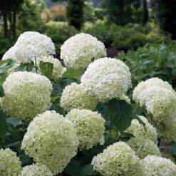 Incrediball® Smooth Hydrangea 13 Incrediball® Smooth Hydrangea -Perennials Store hydrangea incrediball 1
