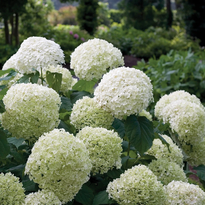 Incrediball® Smooth Hydrangea 6 Incrediball® Smooth Hydrangea - Image 4